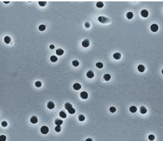 Membrane in policarbonato-0